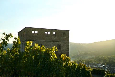 Vineyard field in front of an old stone ruin. Shot on sunset with beautiful warm Stock-Fotos