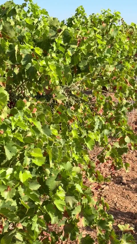 Vineyard field with green vines under clear blue sky in La Mancha Stock Footage 340583996