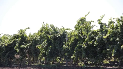 Vineyard field landscape Stock Footage 80304027