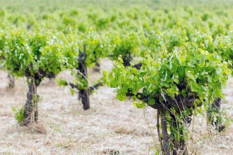 Vineyard field Stock Photos