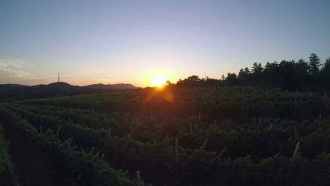 Vineyard field at sunset Vidéo 78491782