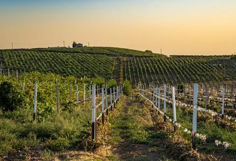 Vineyard field at sunset, rows of grape plants on hillside Stock Photos