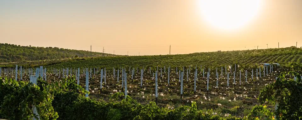 Vineyard field at sunset, rows of grape plants on hillside Stock Photos