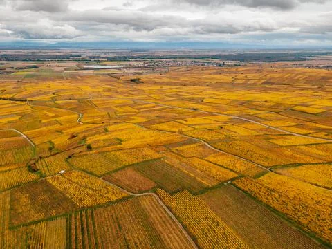 Vineyard fields during autumn Фото
