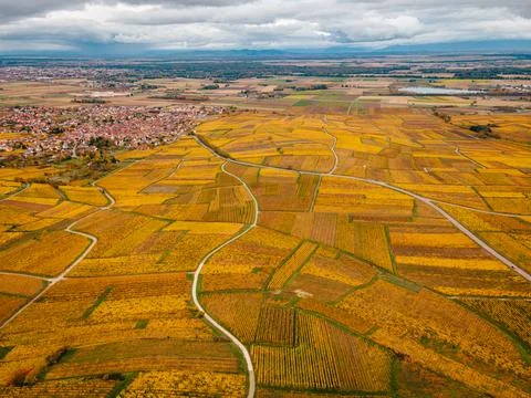 Vineyard fields during fall Stock Photos