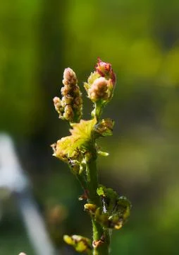 Vineyard fields in early spring, young green branches of grapes. Stock Photos