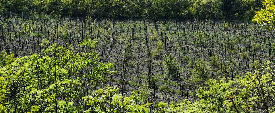 Vineyard fields in early spring, young green branches of grapes. Stock Photos