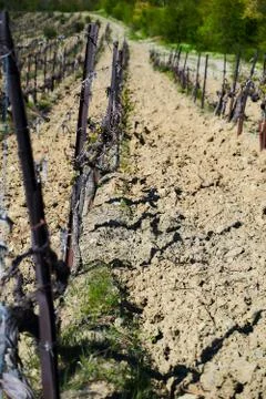 Vineyard fields in early spring, young green branches of grapes. Stock Photos