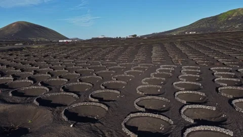 Vineyard fields in Lanzarote, Spain with volcanic landscape Stock Footage 331798050