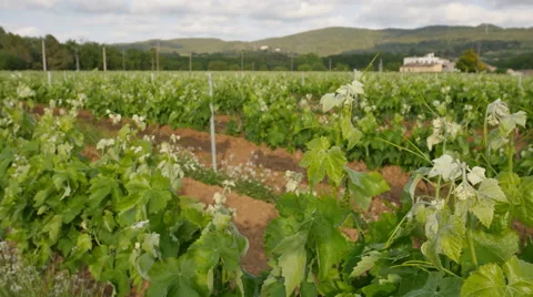 Vineyard Fields at Spring  Farm Closeup Stock Footage 63299195