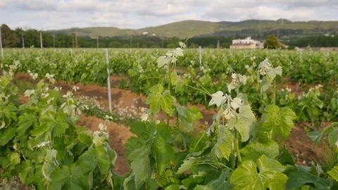 Vineyard Fields at Spring  Farm Closeup Video stock 80560278
