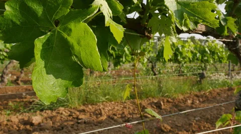 Vineyard Fields at Spring Leaves Closeup Video stock 63299633