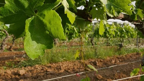 Vineyard Fields at Spring  Leaves Closeup Stock Footage 80560196