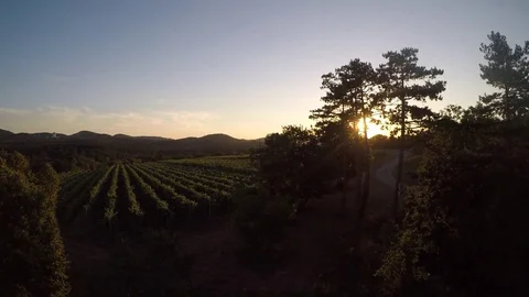 Vineyard fields at sunrise Vidéo 78462467