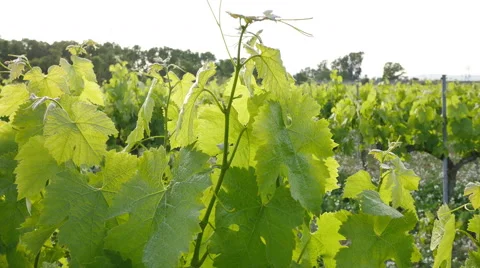 Vineyard Fields at Sunset Vine Closeup Video stock 63298104