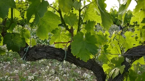 Vineyard Fields at Sunset Vine Closeup Video stock 80560416