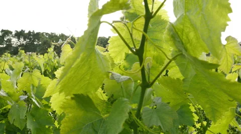 Vineyard Fields at Sunset Vine Lane Closeup Stock Footage 63298380