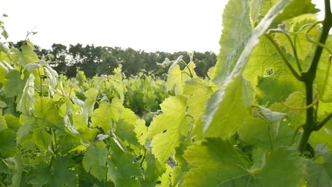 Vineyard Fields at Sunset Vine Lane Closeup Stock Footage 80560496