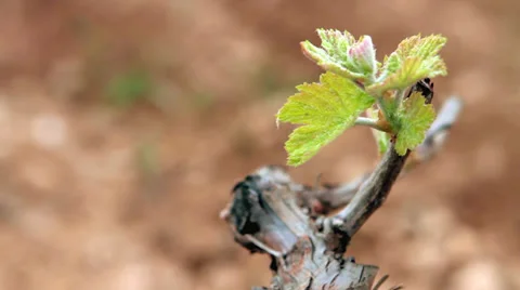 Vineyard flowers Video stock 30322654