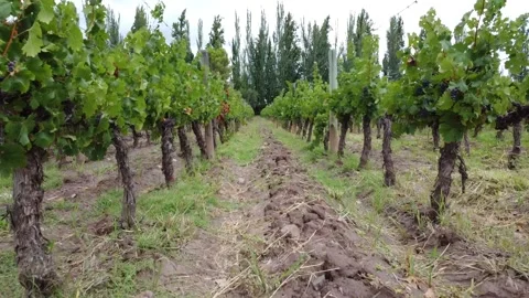 Vineyard , fly close trees, in mendoza, Stock Footage 148698779