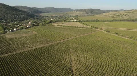 Vineyard flying view Vídeos de archivo 16375601