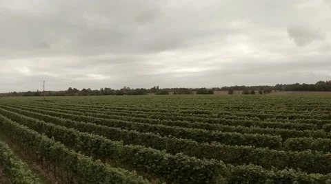 Vineyard - Flyover 2 Video stock 44423773
