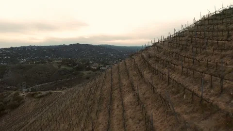 Vineyard flyover - 4K - Drone Stock Footage 126350415