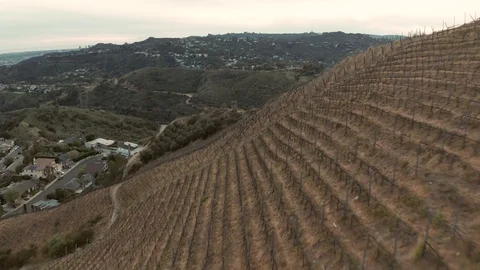 Vineyard Flyover - 4K - Drone Stock Footage 126350476