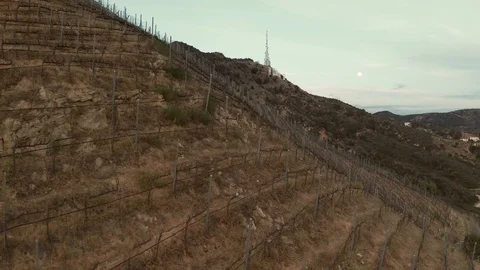 Vineyard flyover - 4K - Drone Stock Footage 126350542