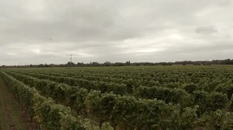 Vineyard - Flyover 動画素材 44423754