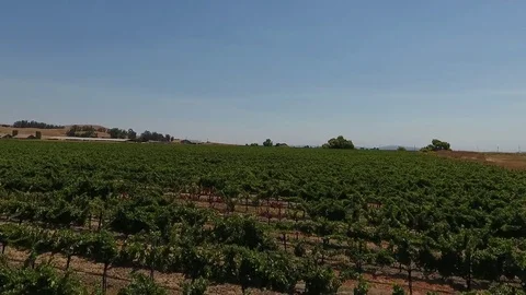 Vineyard flyover Stock-Footage 82878055
