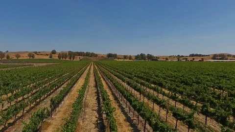 Vineyard Flyover Stock-Footage 82878058