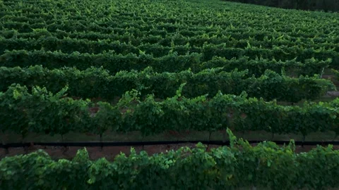 Vineyard Flyover 動画素材 279793261