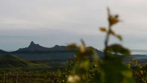 Vineyard at the foot of the ridge Stock-Footage 76429844