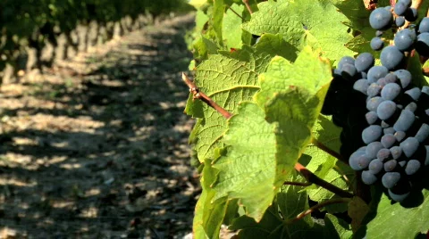Vineyard Stock Footage 267279