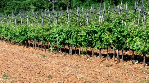 Vineyard Stock Footage 825168