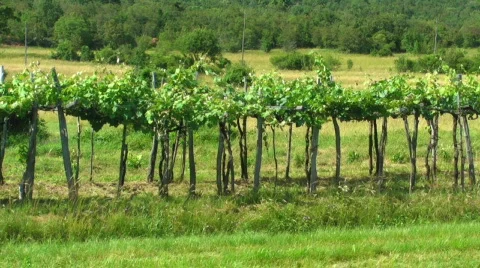 Vineyard Stock Footage 825173