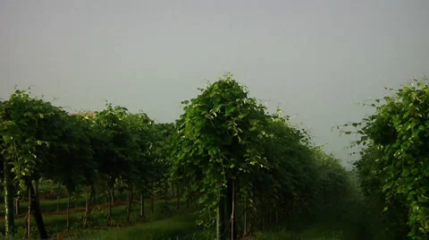 Vineyard Stock Footage 907841