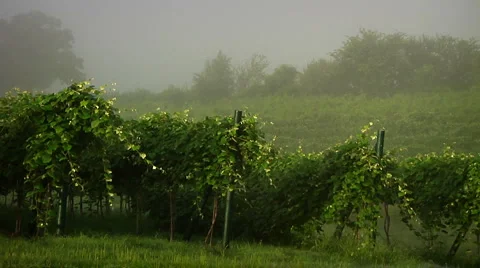 Vineyard Video stock 907867