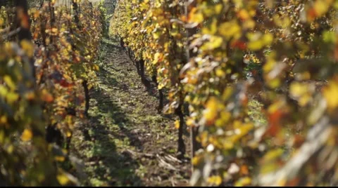 Vineyard Stock Footage 921054