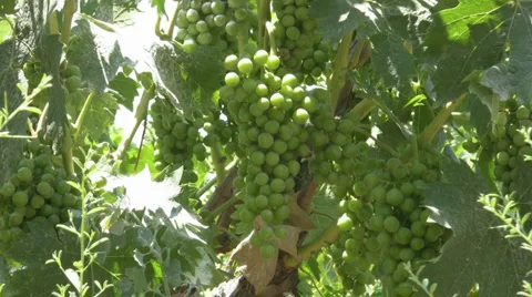 Vineyard Video stock 1953100