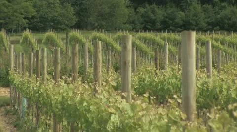 Vineyard Video stock 11123520