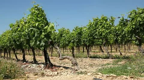 In the Vineyard 動画素材 12444105