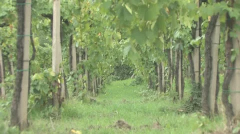 In a Vineyard Stock Footage 12928166