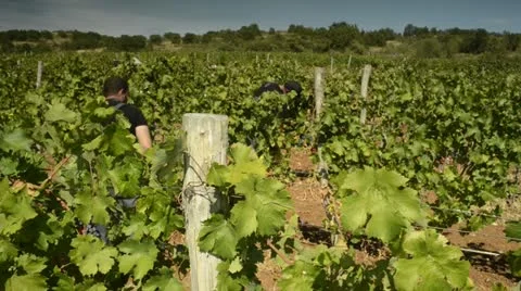 Vineyard Vídeos de archivo 13909637