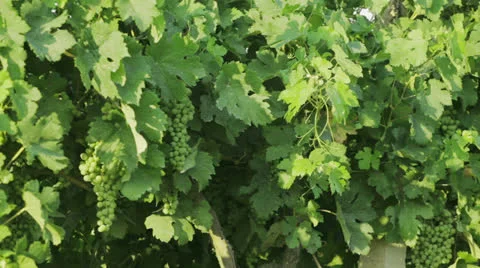 Vineyard 動画素材 22751634