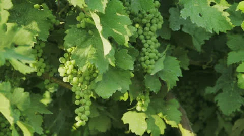 Vineyard 動画素材 22751840