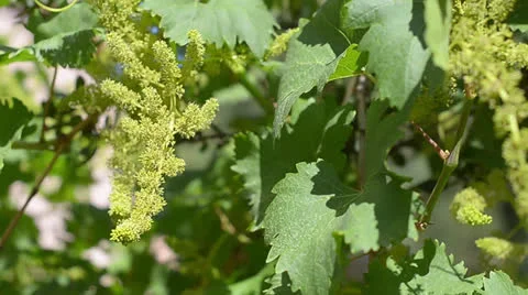 Vineyard Stock Footage 24498447
