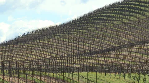 Vineyard Stock Footage 25745461