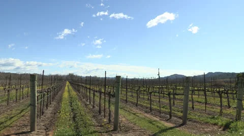 Vineyard Video stock 25745986